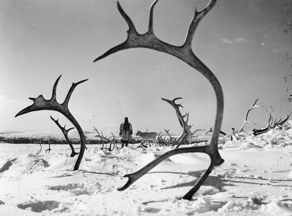 the-white-reindeer.jpg